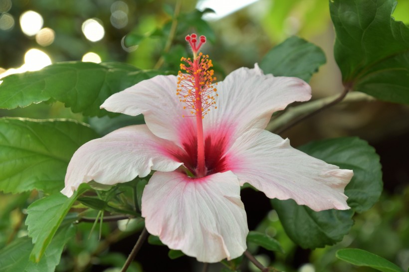 纖細清新的芙蓉花圖片