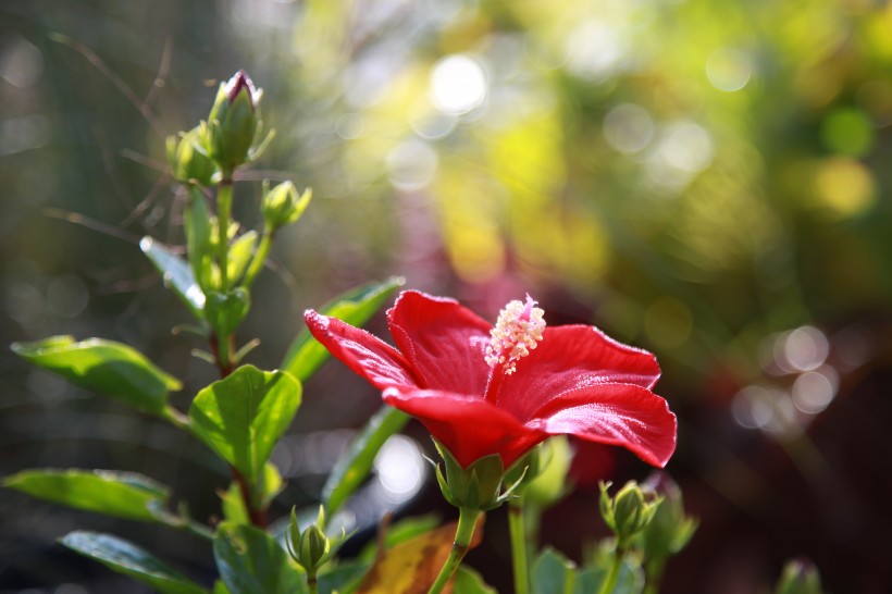 纖細清新的芙蓉花圖片