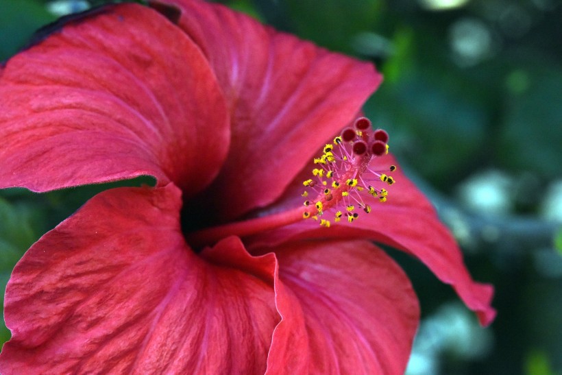 纖細清新的芙蓉花圖片