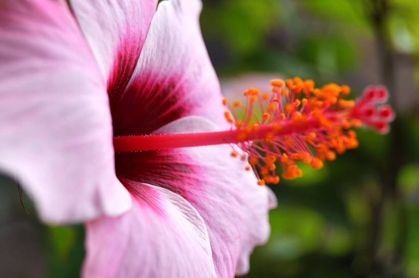 纖細清新的芙蓉花圖片