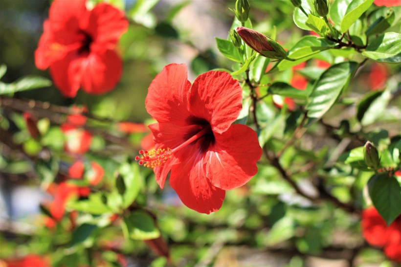 纖細清新的芙蓉花圖片