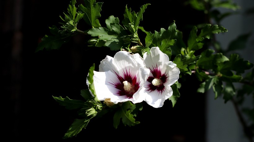 纖細清新的芙蓉花圖片