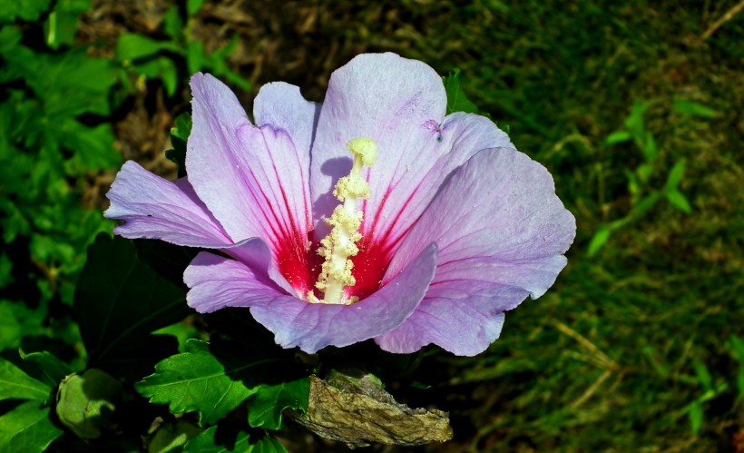 纖細清新的芙蓉花圖片