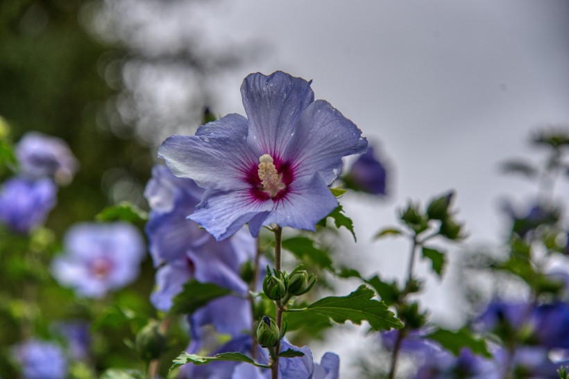 纖細清新的芙蓉花圖片