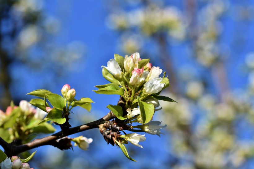 春天生機勃勃潔白的梨花圖片