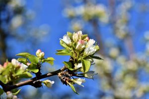 春天生機勃勃潔白的梨花圖片
