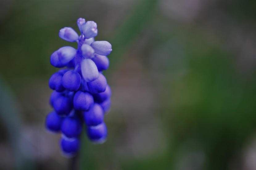 花期時間長的葡萄風信子圖片