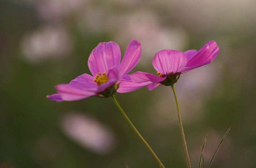 清純淡雅格桑花圖片