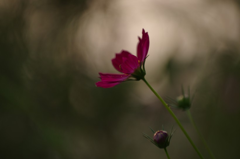 清純淡雅格桑花圖片