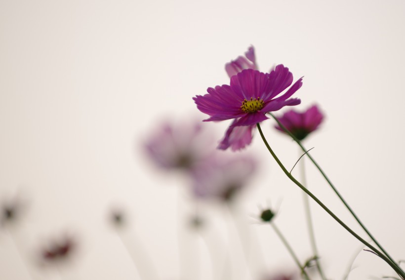 清純淡雅格桑花圖片