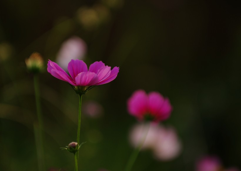 清純淡雅格桑花圖片