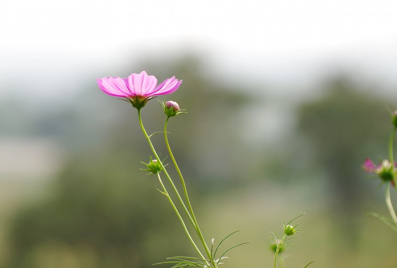 清純淡雅格桑花圖片