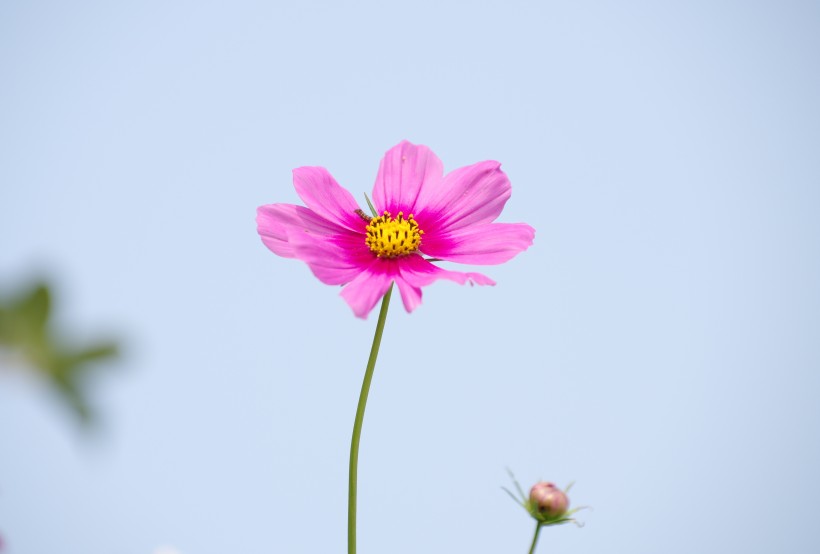 清純淡雅格桑花圖片