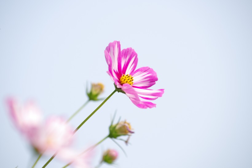 清純淡雅格桑花圖片