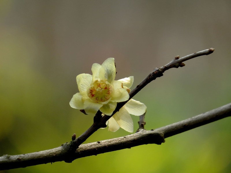 黃色的臘<a href=https://www.meiriqutu.com/tag/7607.html target=_blank class=infotextkey>梅花</a>圖片