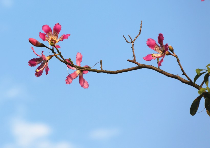 紫荊花圖片   