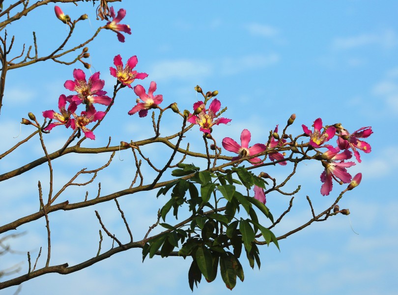 紫荊花圖片   