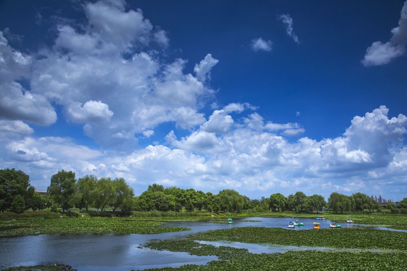 山東膠州濕地公園風景圖片