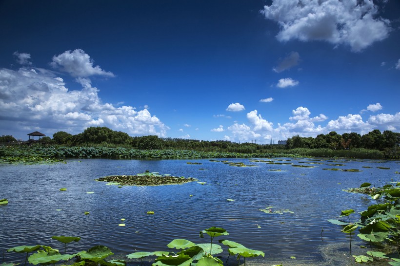 山東膠州濕地公園風景圖片