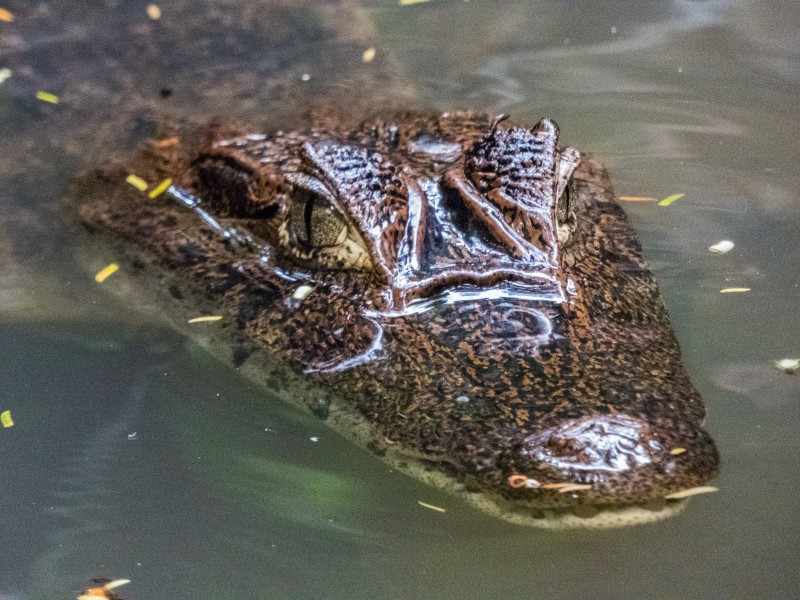 有着堅硬盔甲的鳄魚圖片