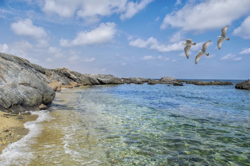 擅長飛行的海鷗圖片