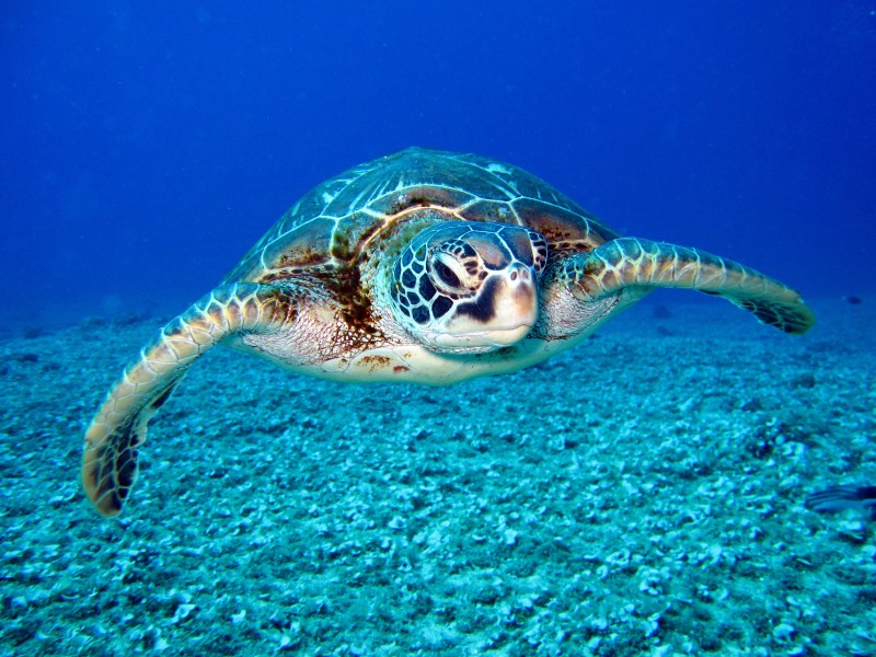 海洋裡的海龜圖片