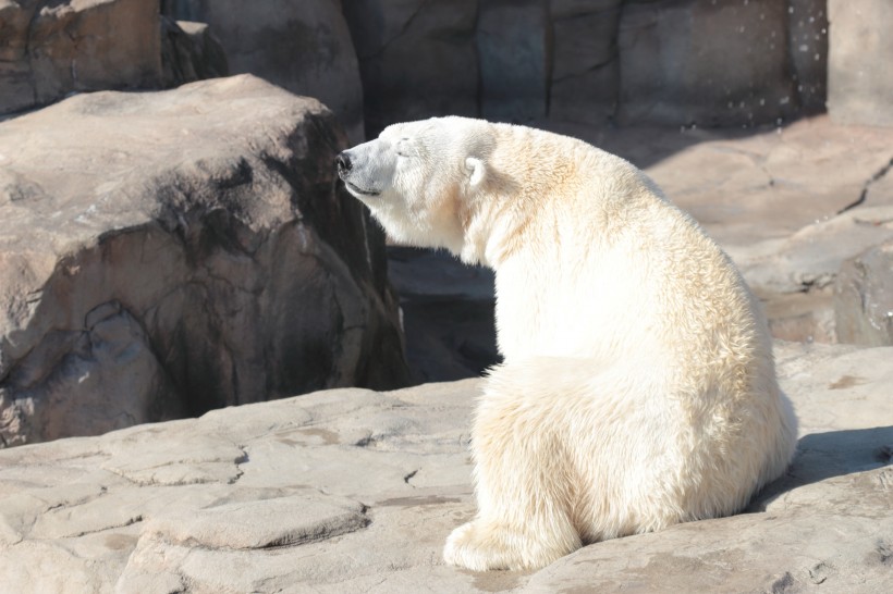 動物園中的北極熊圖片