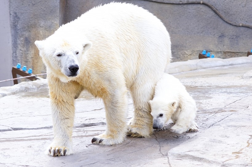 動物園中的北極熊圖片