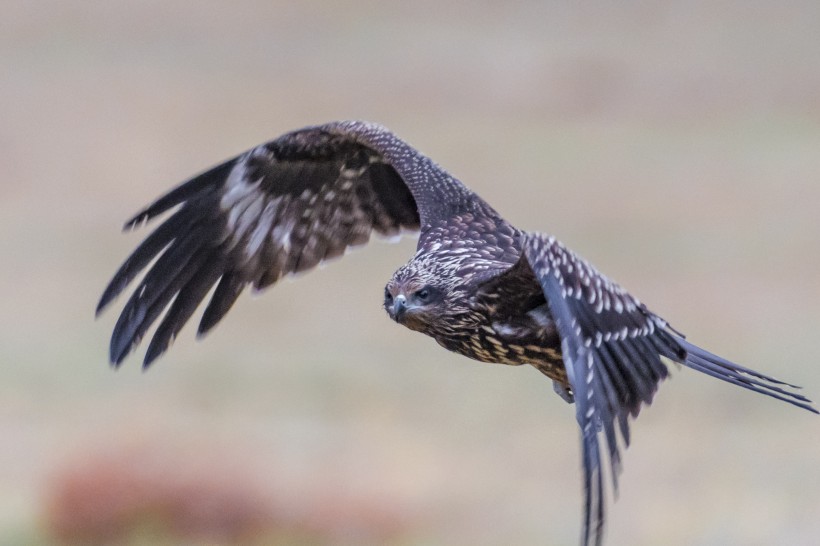 黑耳鸢鳥類圖片