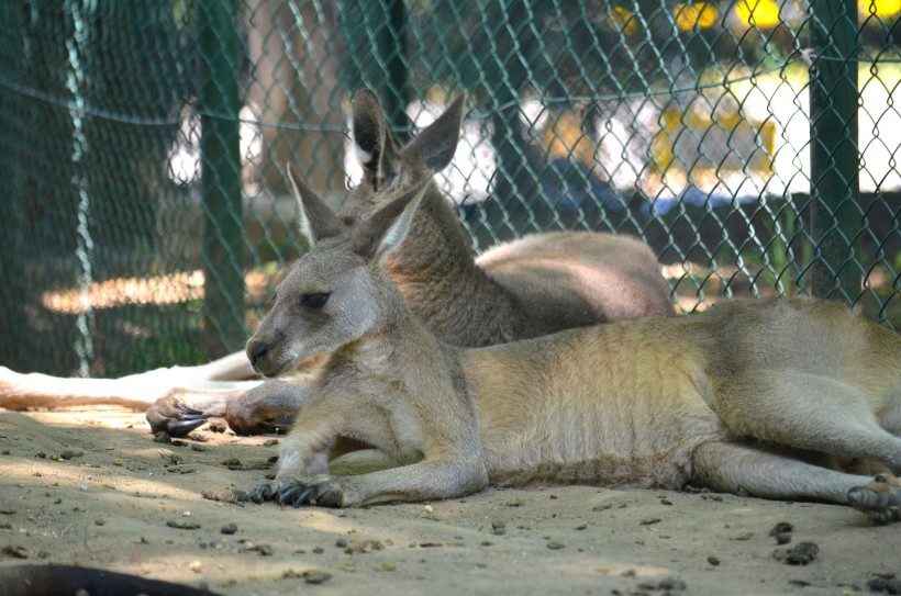 動物園的裡袋鼠圖片