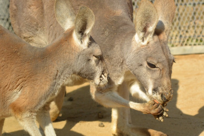 動物園的裡袋鼠圖片