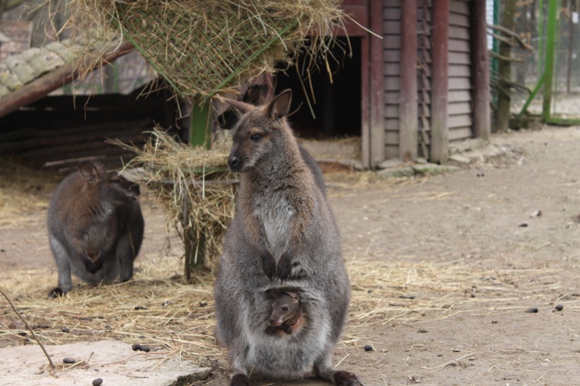 動物園的裡袋鼠圖片