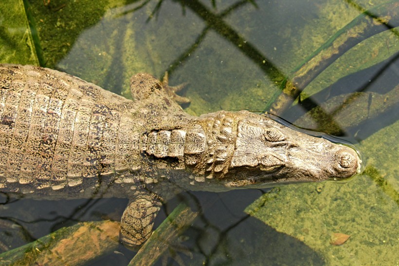 露出水面的鳄魚圖片