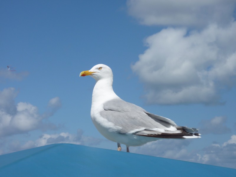 可愛萌萌哒海鷗圖片