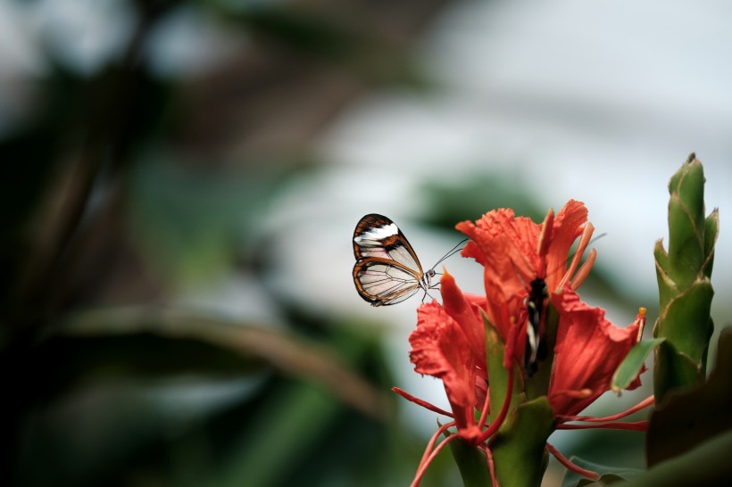 采花蜜的蝴蝶圖片