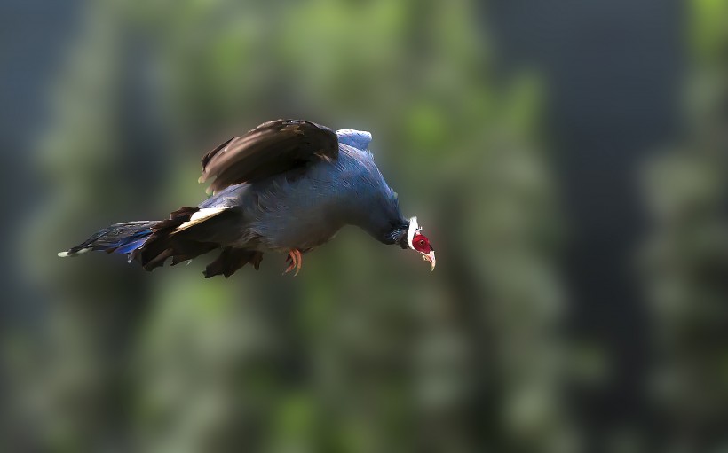 藍馬雞鳥類圖片