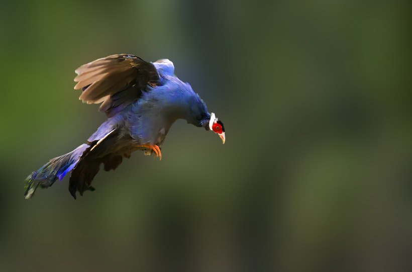 藍馬雞鳥類圖片