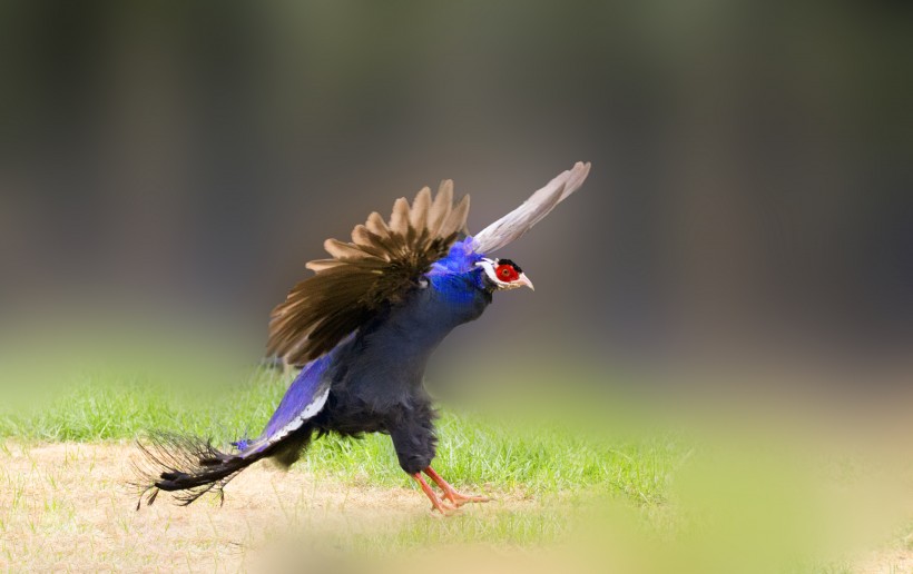 藍馬雞鳥類圖片