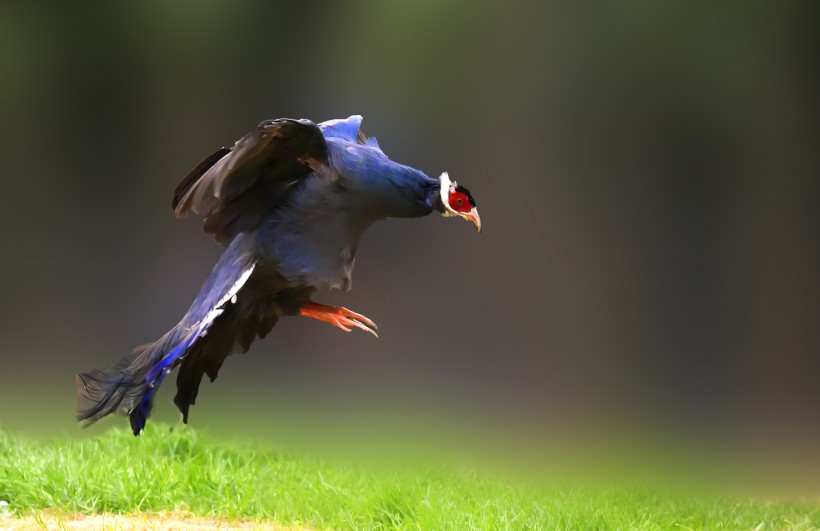 藍馬雞鳥類圖片