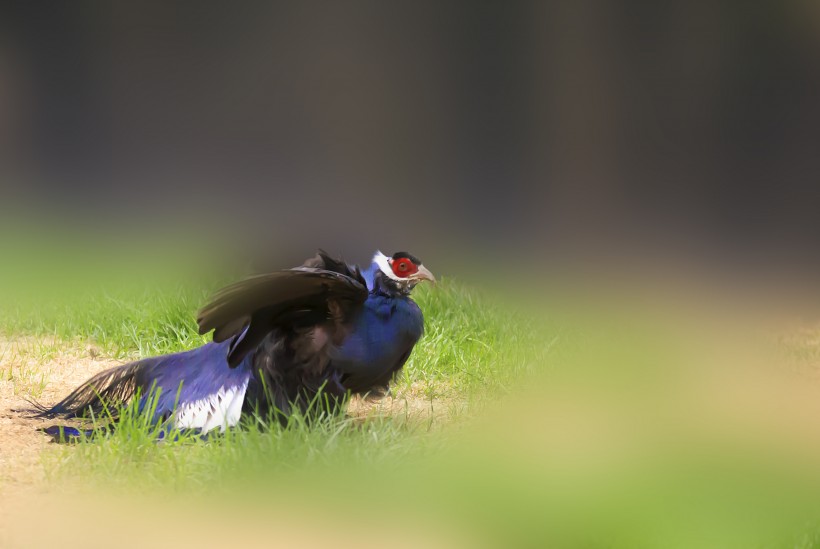 藍馬雞鳥類圖片