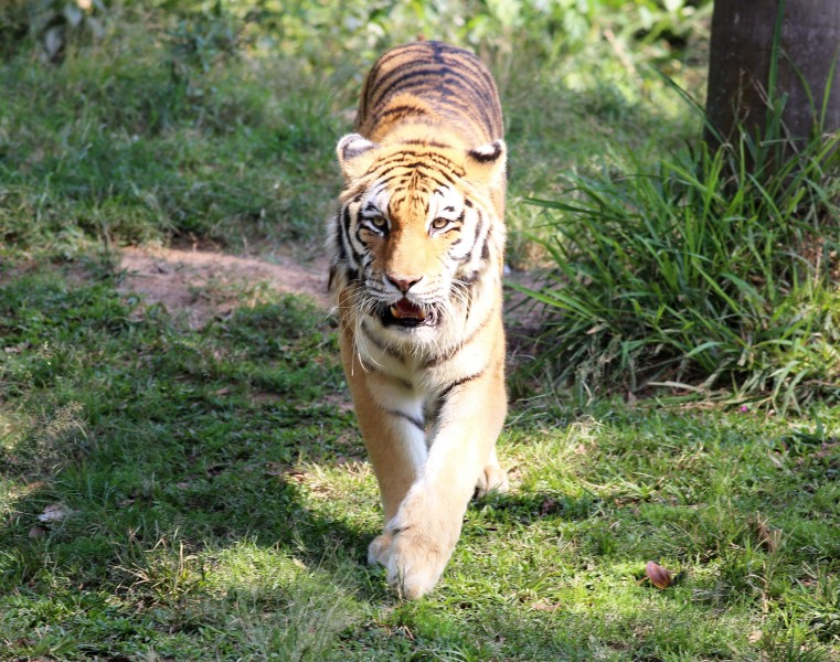 動物園裡的老虎圖片