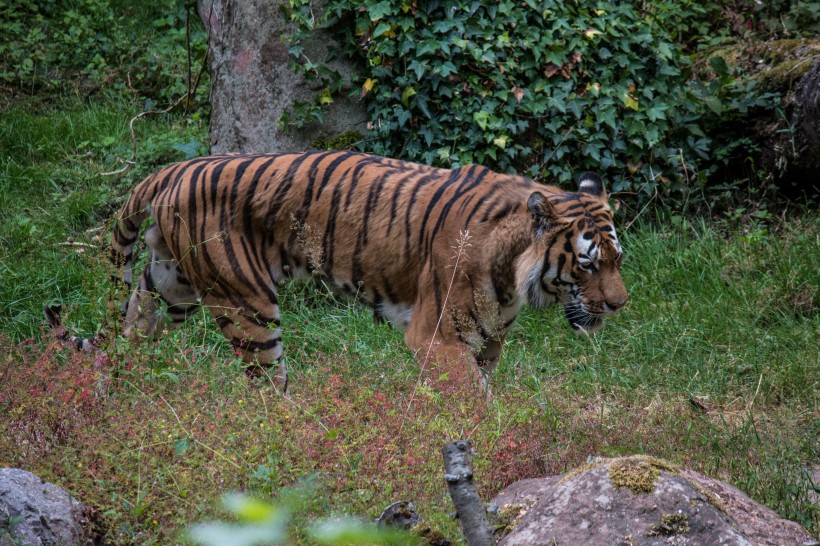 動物園裡的老虎圖片