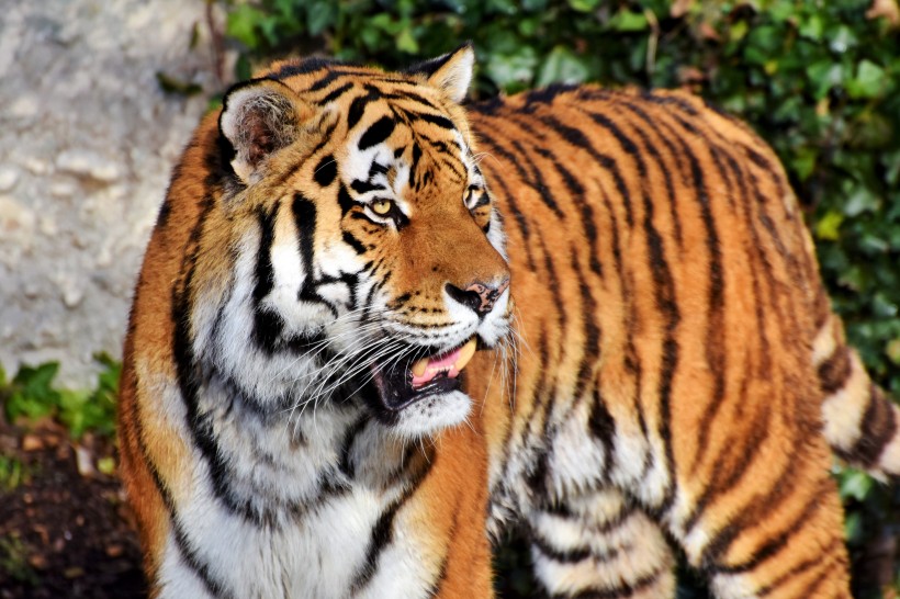 動物園裡的老虎圖片