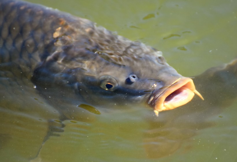 穿梭遊戈的鯉魚圖片