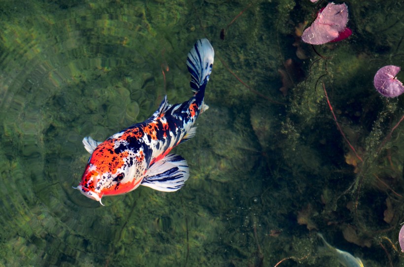 穿梭遊戈的鯉魚圖片