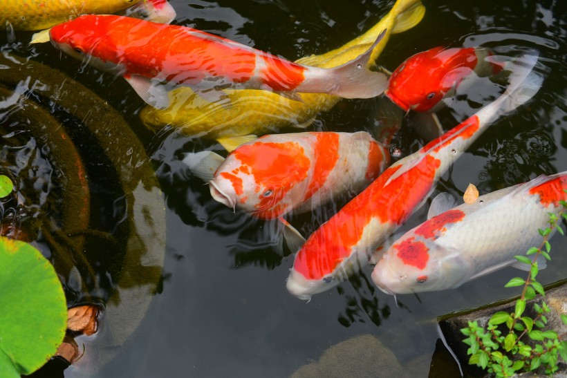 穿梭遊戈的鯉魚圖片