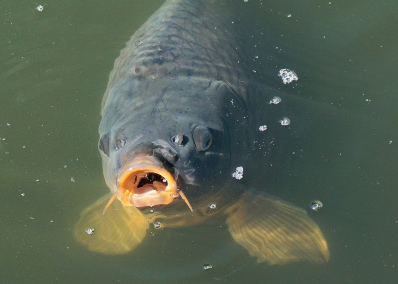 穿梭遊戈的鯉魚圖片