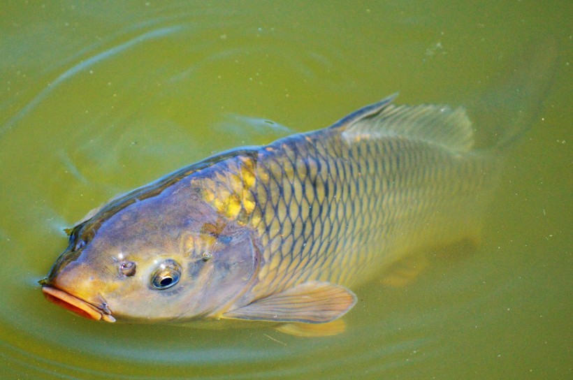 穿梭遊戈的鯉魚圖片