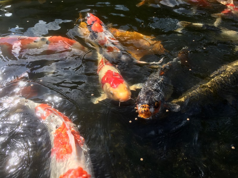 穿梭遊戈的鯉魚圖片