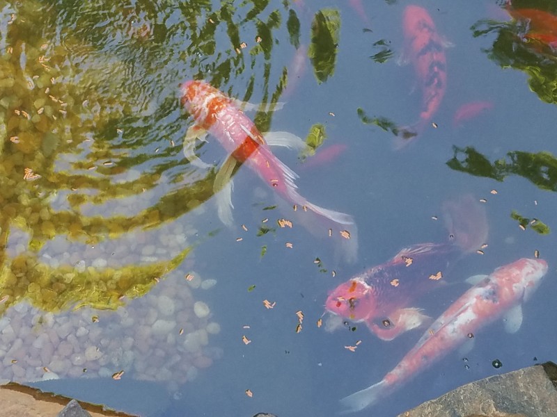 穿梭遊戈的鯉魚圖片